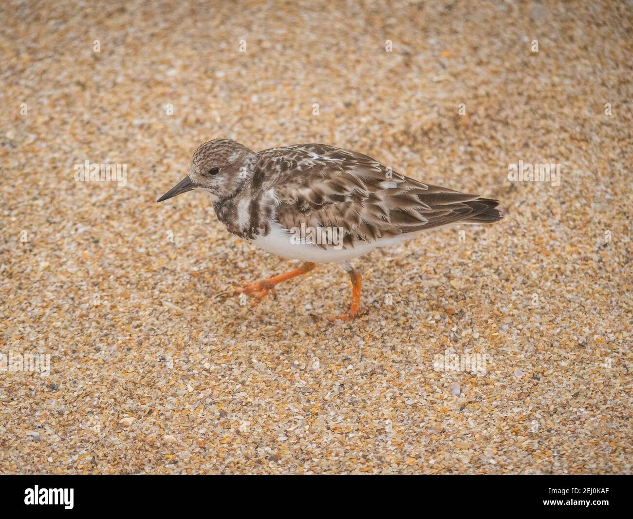 Piccolo uccello ruddy in pietra arenaria sulla spiaggia Foto Stock