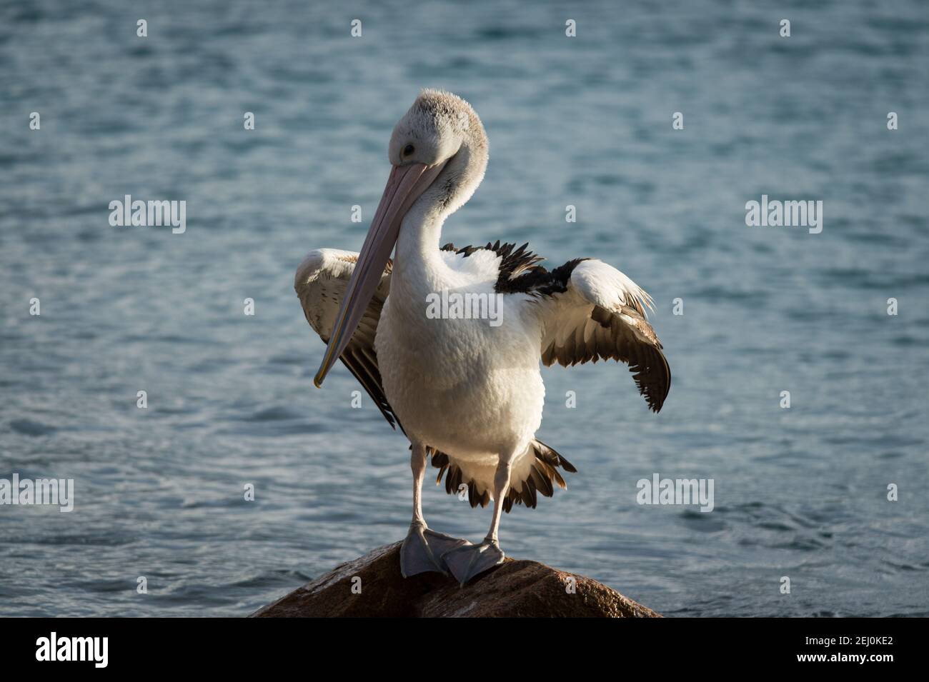 Pellicano Australiano (Pelecanus cospicillatus), Isola Bullock, entrata Laghi, Victoria, Australia. Foto Stock