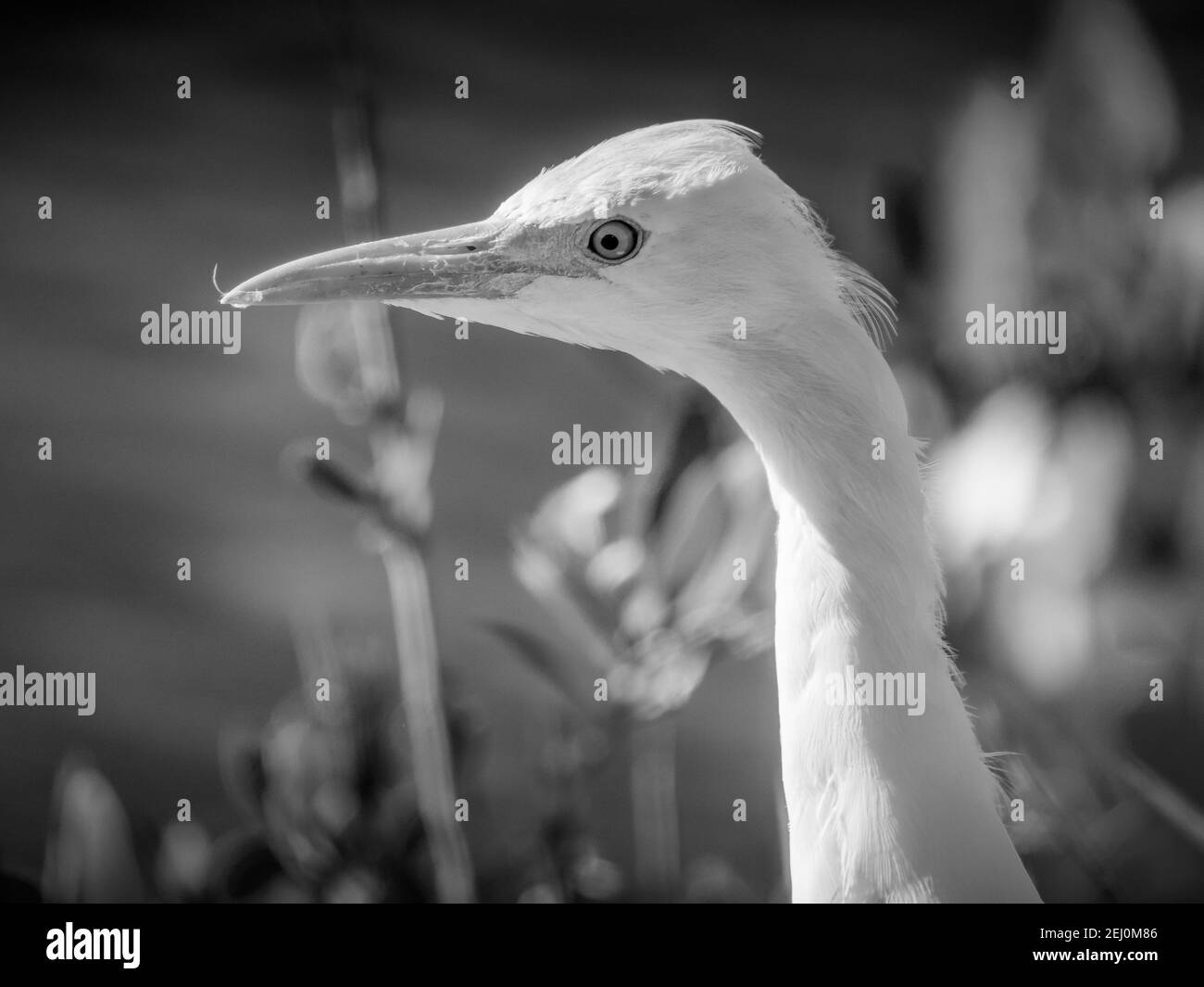Bovino Egret, Bubulcus ibis, il più piccolo degli aironi bianchi, leggermente più piccolo, gambe più corte, bolletta più corta, collo più spesso, bolletta gialla, gambe nere, grigie, Foto Stock