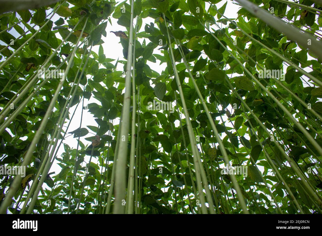 Campi di iuta enormi. File di iuta. Come se si provasse a toccare il cielo. Campo di iuta del Bangladesh. In questo paese la iuta è chiamata fibra d'oro. Foto Stock