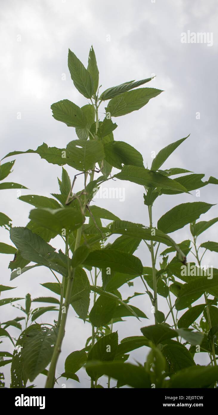 Campi di iuta enormi. File di iuta. Come se si provasse a toccare il cielo. Campo di iuta del Bangladesh. In questo paese la iuta è chiamata fibra d'oro. Foto Stock