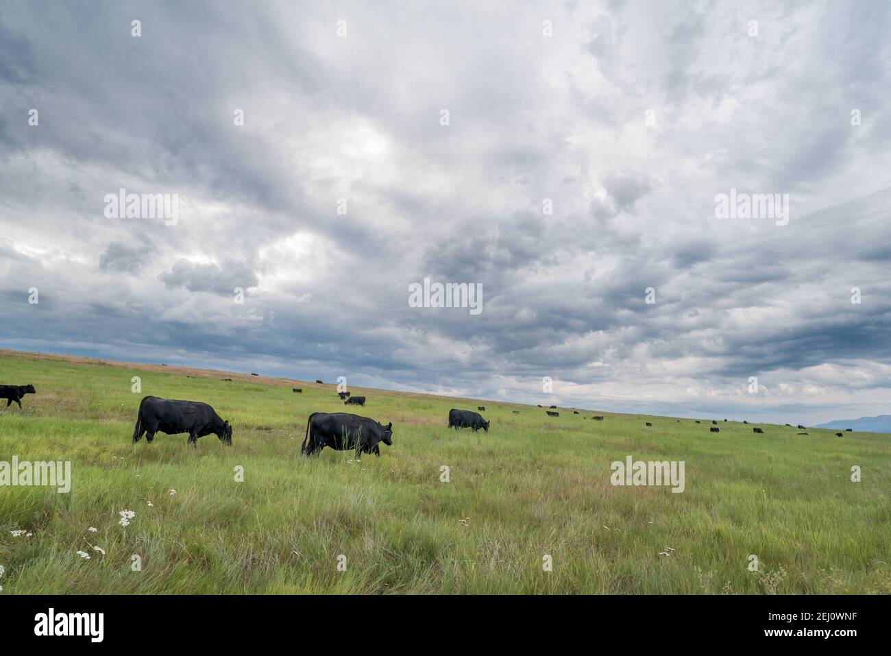 Bestiame che pascolano sulla Zumwalt Prairie nel nord-est dell'Oregon. Foto Stock