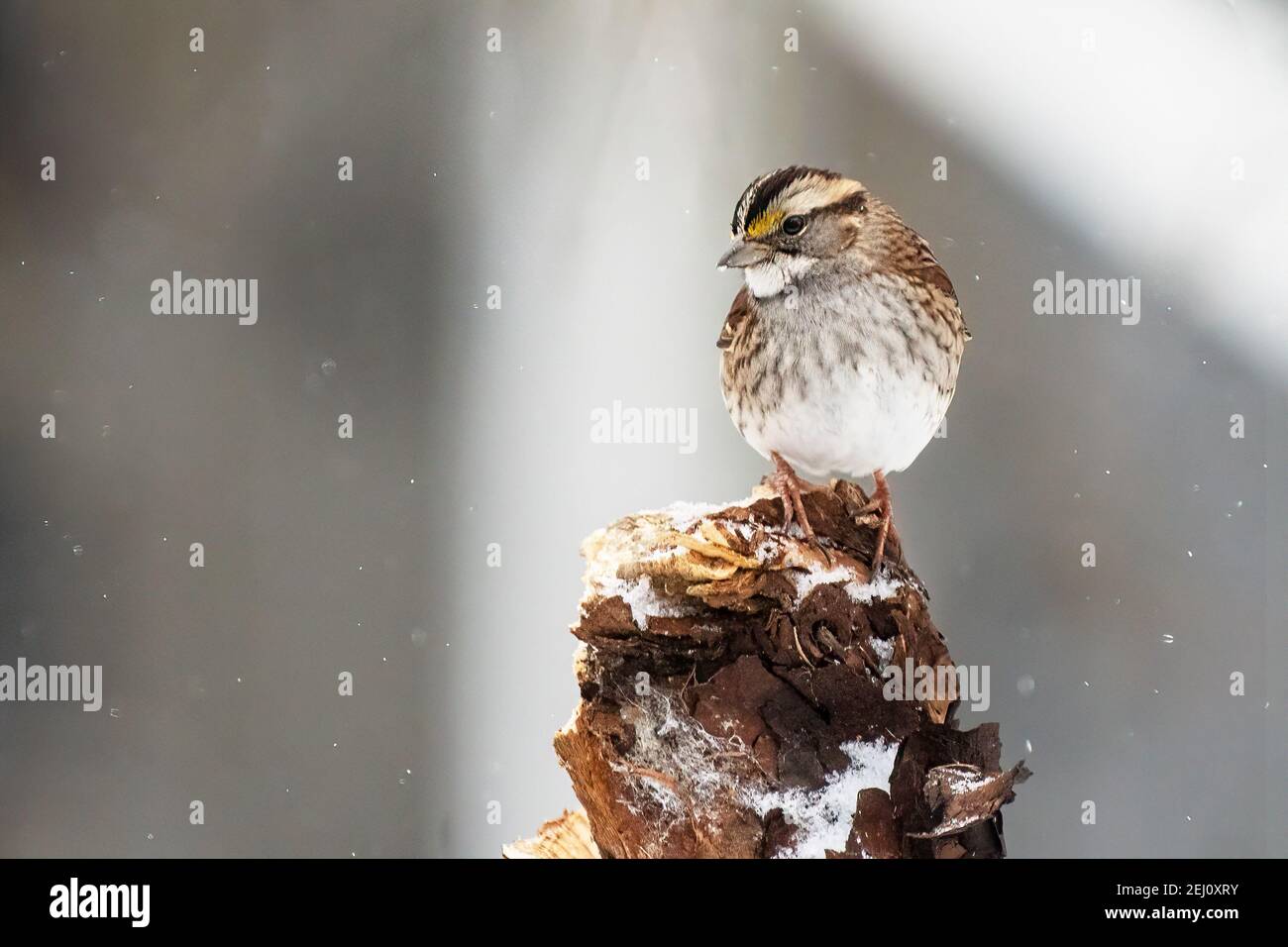 Passera maschio a gola bianca in inverno Foto Stock