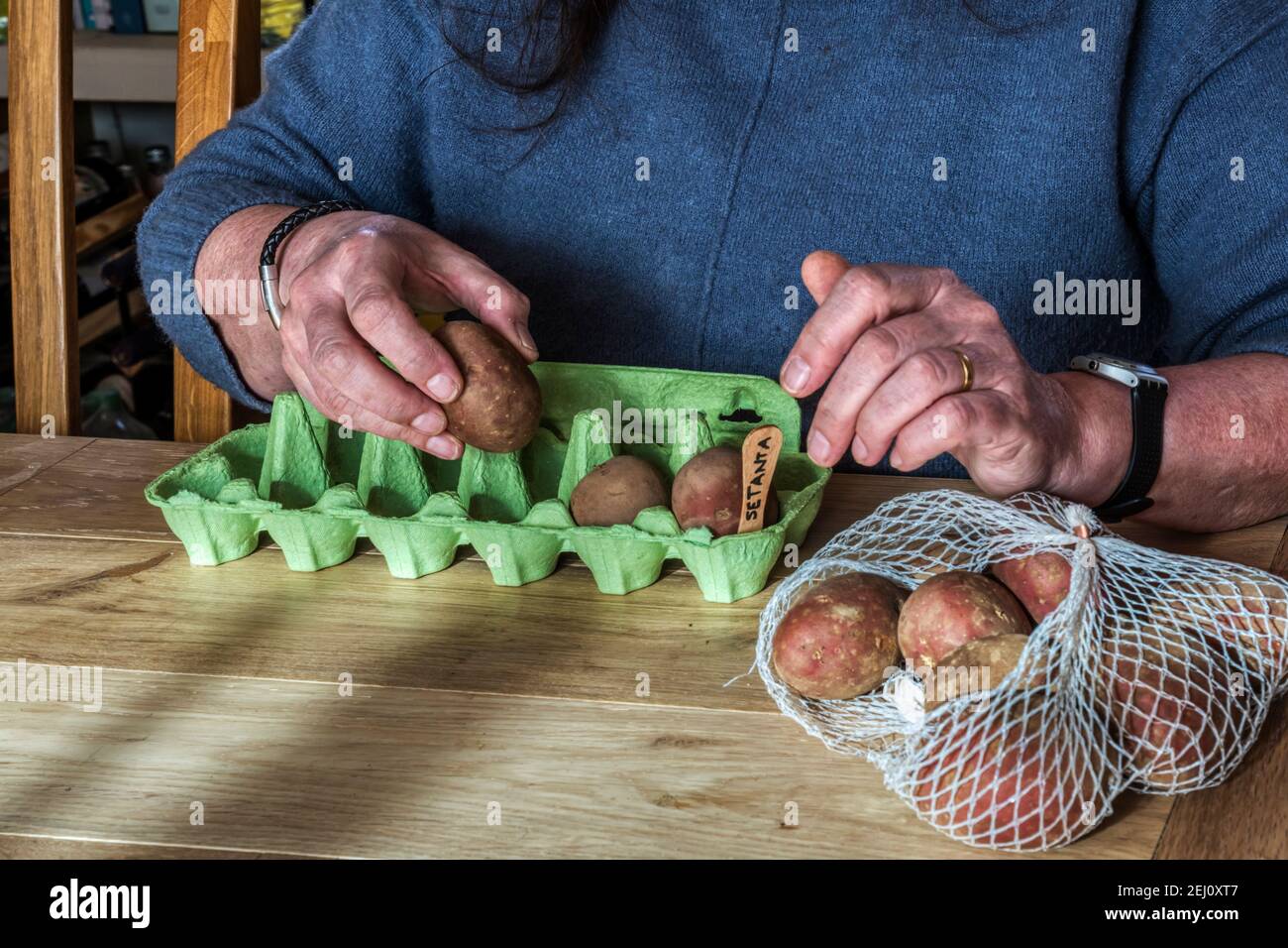 Donna seduta al tavolo che smista le patate Setanta per la lavorazione in scatole di uova con etichette. Incoraggia germogli forti prima di piantare. Foto Stock