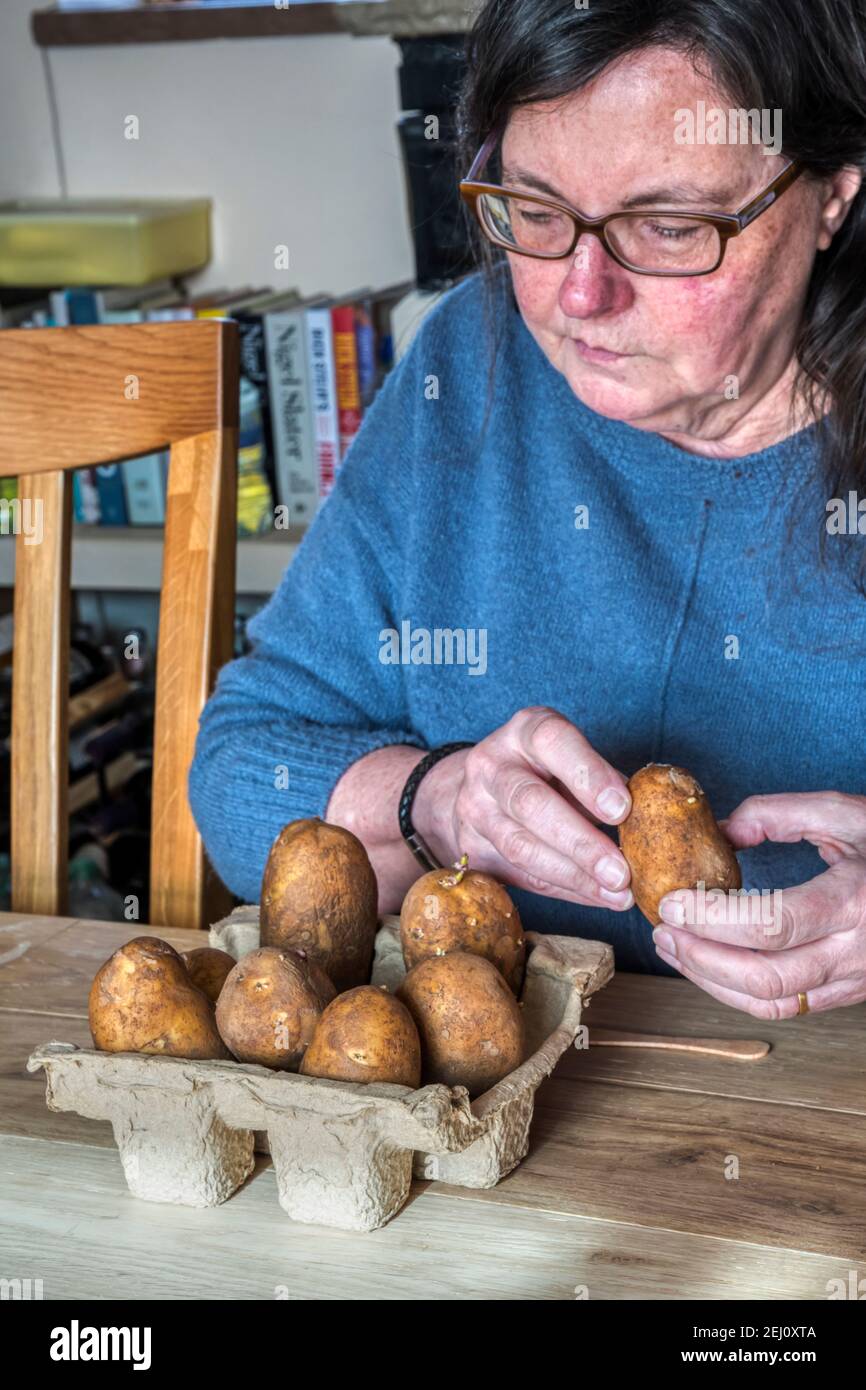 Donna seduta al tavolo che smista le patate prime di Charlotte per il taglio in scatole di uova con etichette. Incoraggia germogli forti prima di piantare. Foto Stock