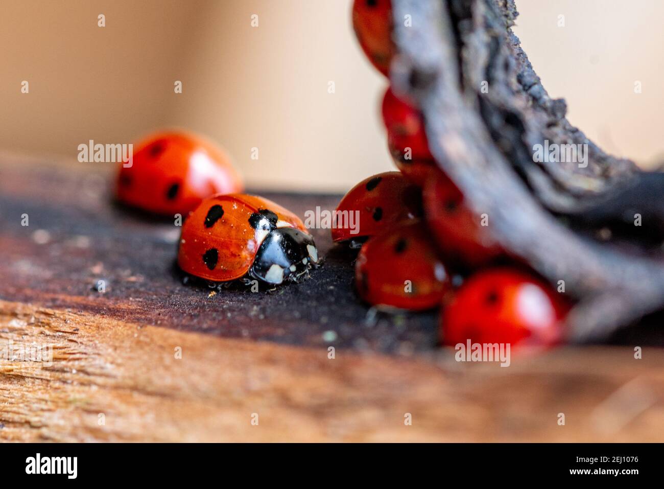 Nido di Ladybirds Foto Stock