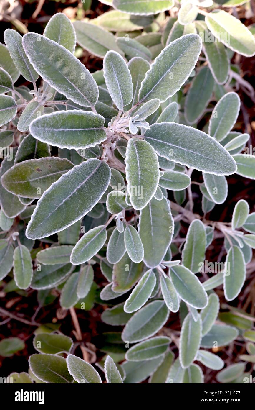 Brachyglottis grayi Daisy Bush – foglie ovali grigie argentate pelose, febbraio, Inghilterra, Regno Unito Foto Stock