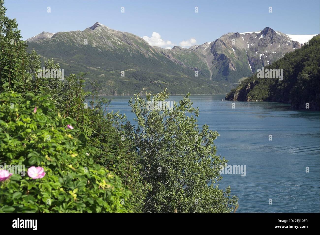 Norvegia, Norvegia; Montagne Rocciose e il mare - un tipico paesaggio estivo nel nord della Norvegia dietro il Circolo polare Artico. Dzika róża; Rosa canina L. Foto Stock