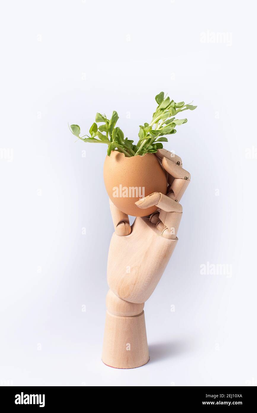 Microgreens in legno mano su bianco. Micro green in vendita. Vitamine dalla natura. Servizio di consegna di supercibo vegano e sano. Verde fresco di agricoltura ecologica Foto Stock