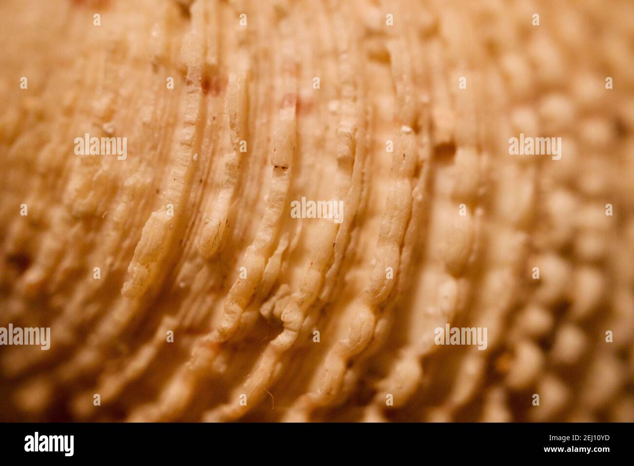 Primo piano della superficie di una conchiglia verrucosa di venere (Venere verrucosa) dal Mare Adriatico. Foto Stock