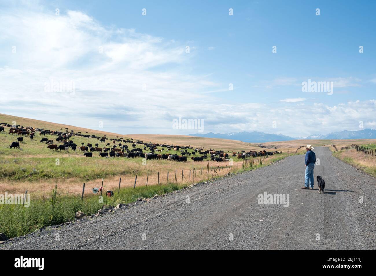 Rancher Dan Probert guardando il suo bestiame sulla Zumwalt Prairie nel nord-est dell'Oregon. Foto Stock