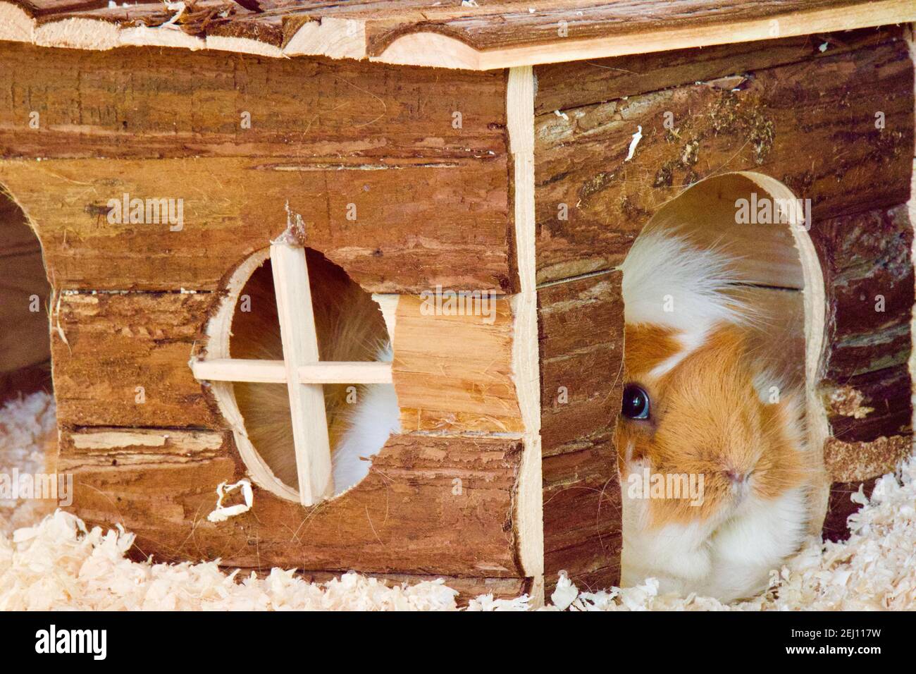 Carino porcellino d'India grasso giacente sulla lettiera all'interno di una capanna nel suo composto. Foto Stock