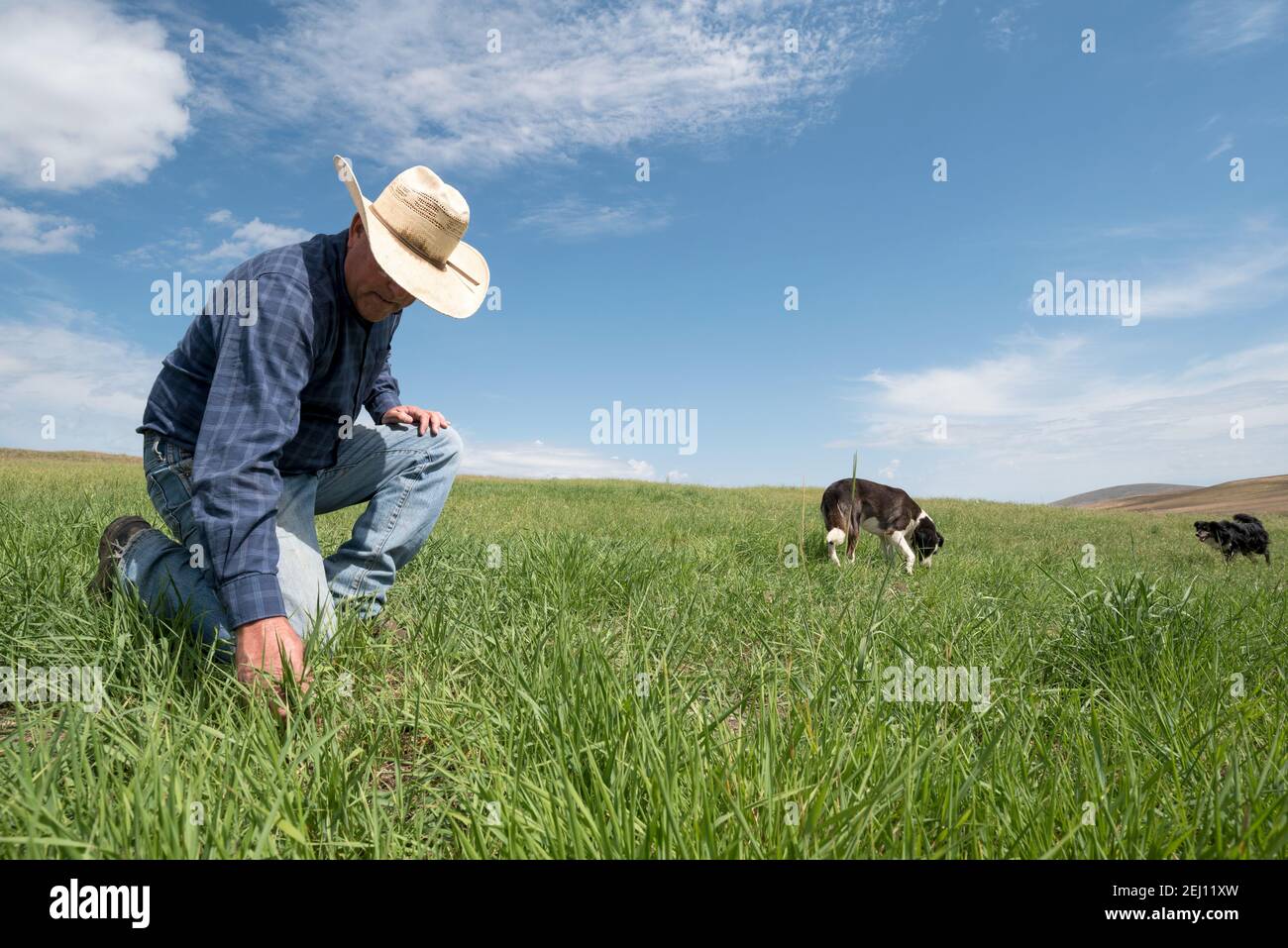Rancher Dan Probert sulla Zumwalt Prairie nel nord-est dell'Oregon. Foto Stock