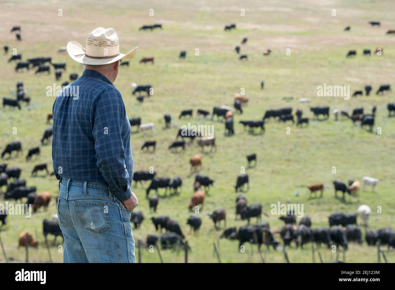 Rancher Dan Probert sulla Zumwalt Prairie nel nord-est dell'Oregon. Foto Stock