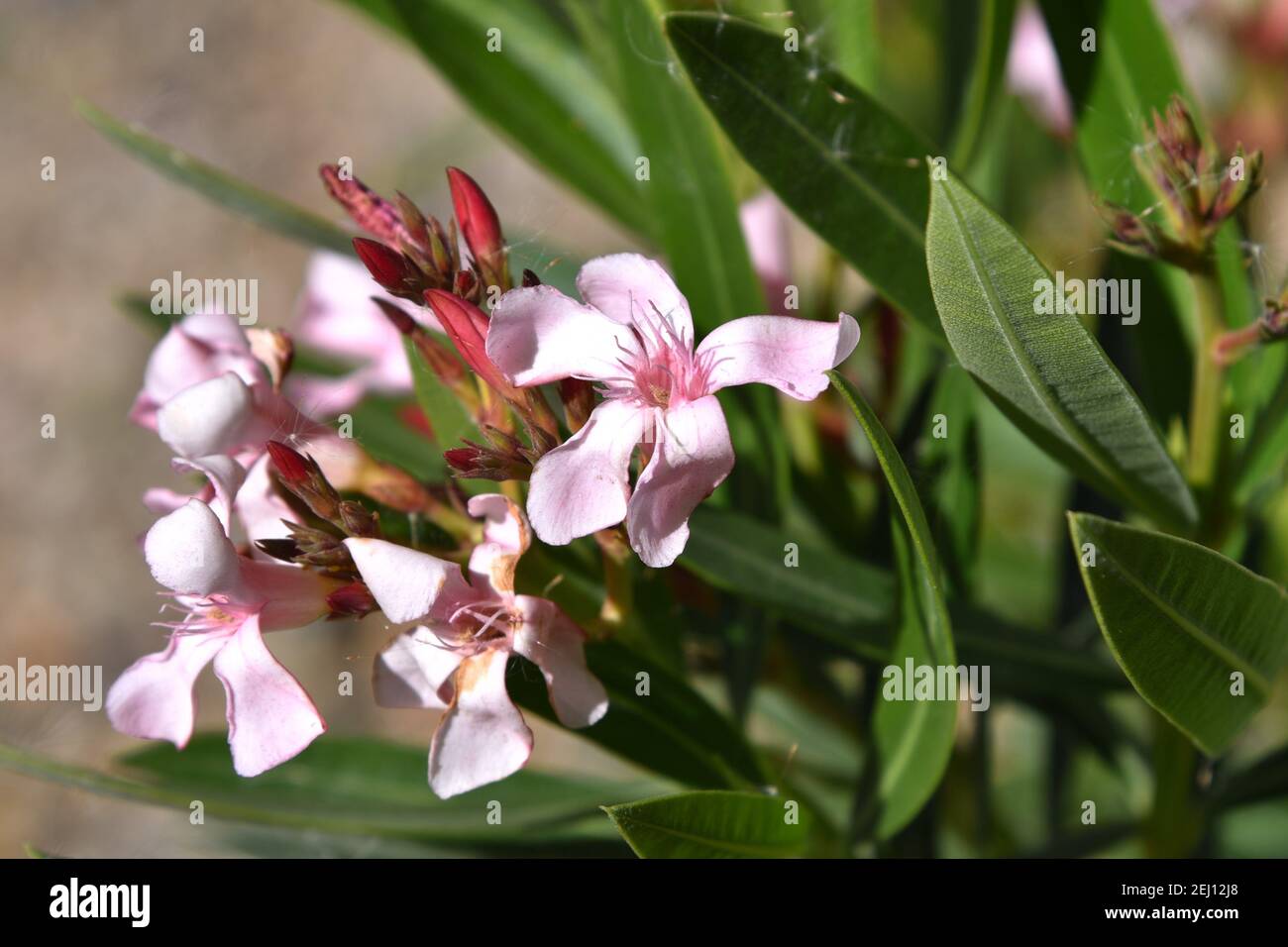 Nerium Oleander fiori rosa oleandro in fiore che cresce bene in climi asciutti e a caldo Foto Stock