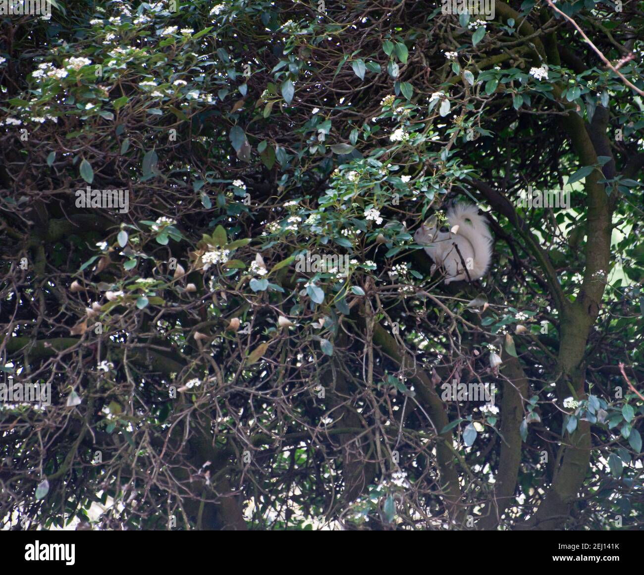 Scoiattolo albino in un albero Foto Stock