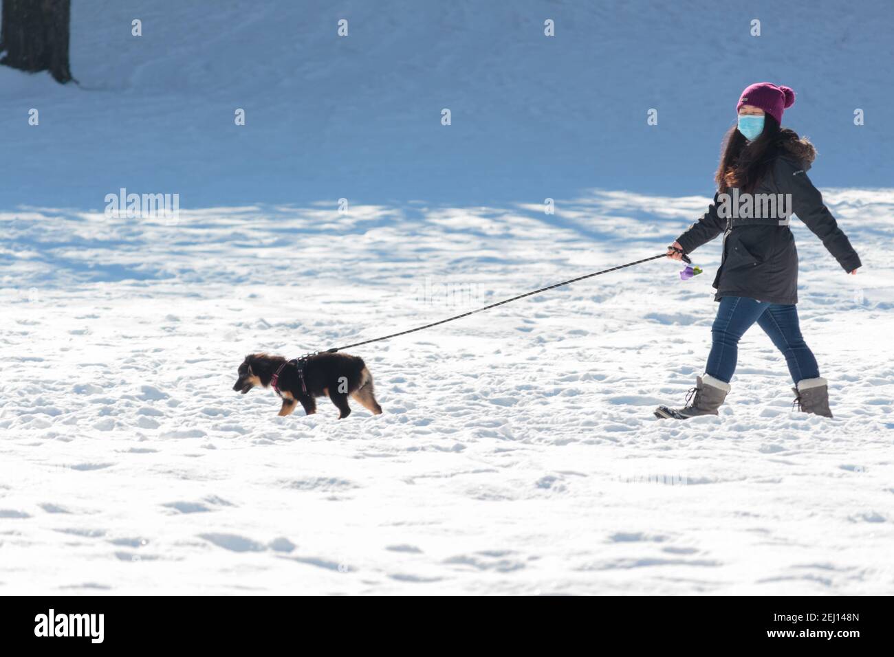 Una donna in una maschera di faccia cammina un cane al guinzaglio attraverso un parco coperto di neve in Inwood Hill Park, New York durante la covid-19 o pandemia di coronavirus Foto Stock