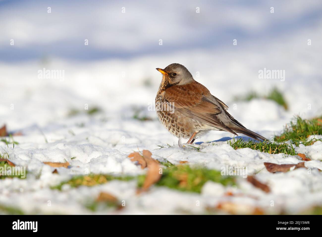 A Fieldfare (Turdus pilaris) Nutrirsi di mele nella neve in inverno in Gran Bretagna Foto Stock