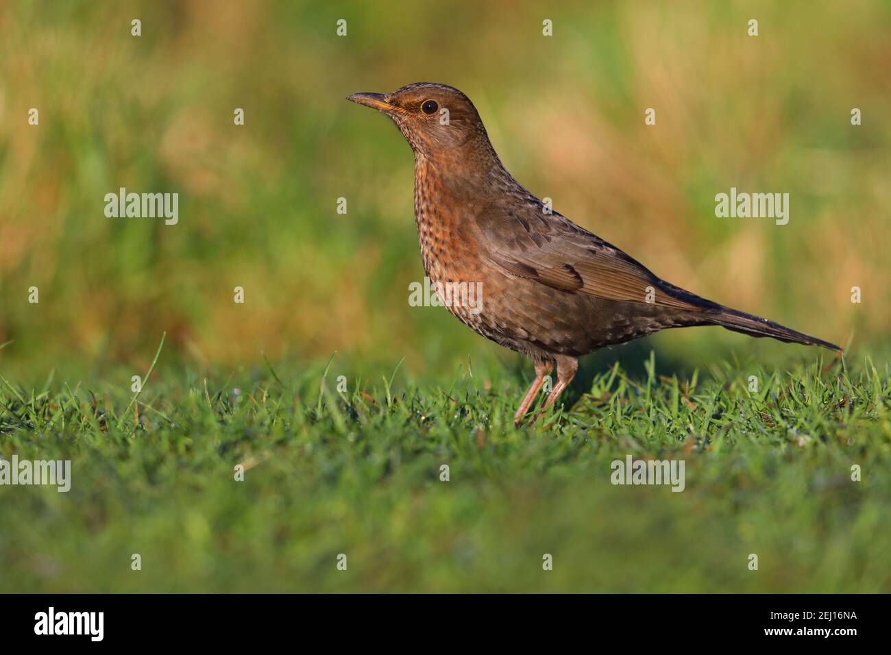 Una femmina adulta comune o Eurasian Blackbird (Turdus merula) che si nutra su un prato da giardino a Suffolk, Regno Unito Foto Stock