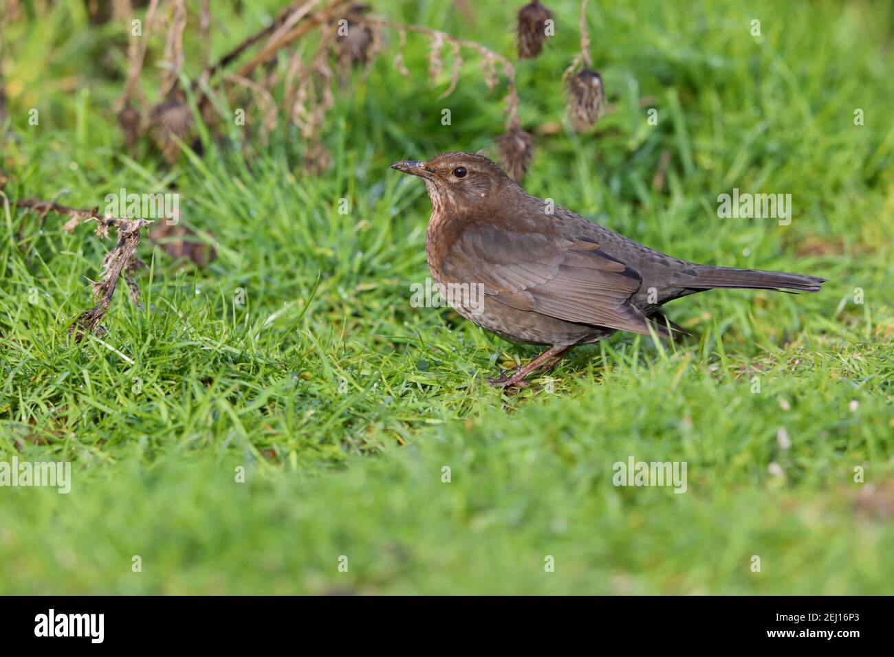 Una femmina adulta comune o Eurasian Blackbird (Turdus merula) che si nutra su un prato da giardino a Suffolk, Regno Unito Foto Stock
