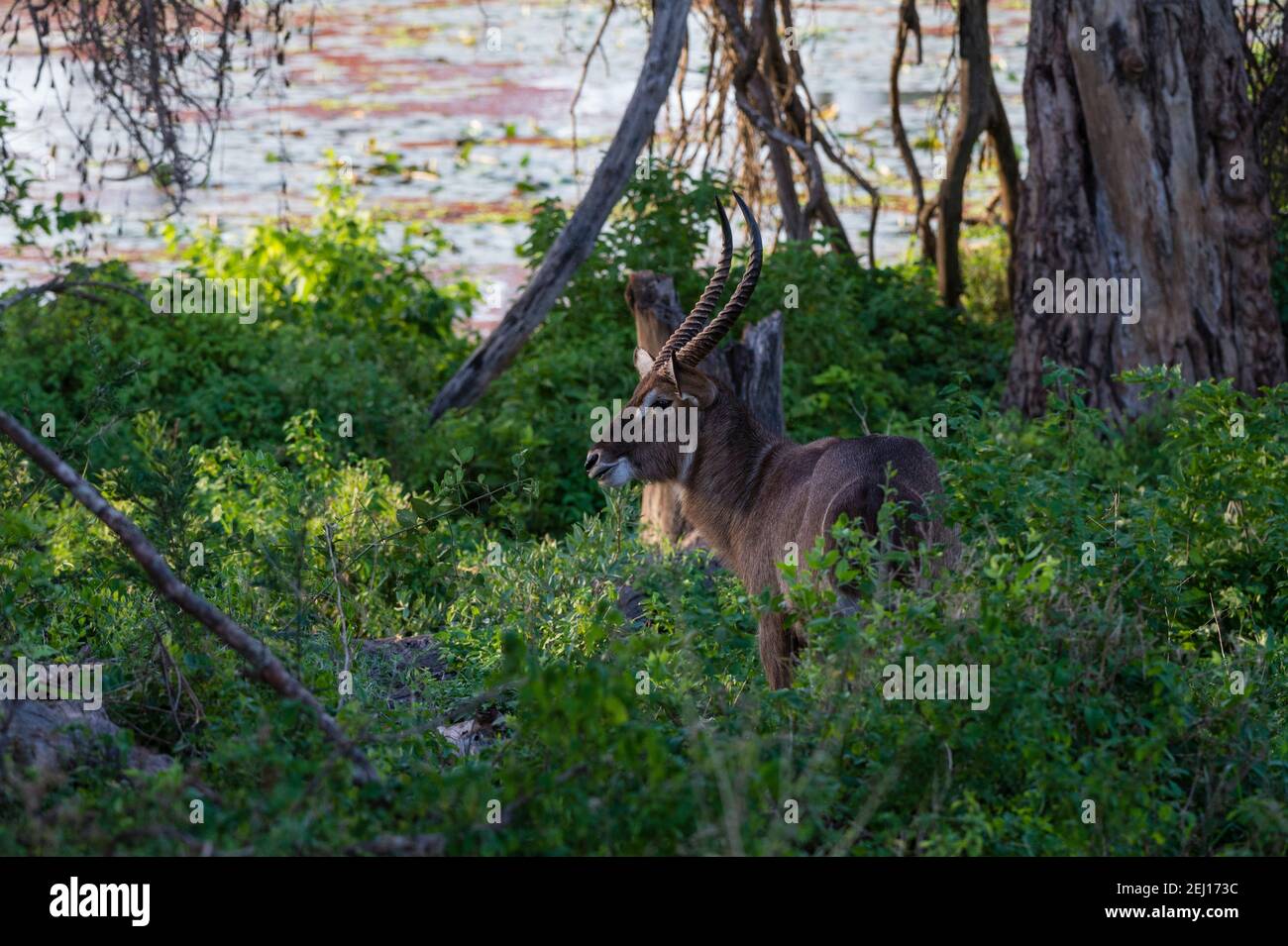 Waterbuck (Kobus ellissiprymnus), Tsavo, Kenya. Foto Stock