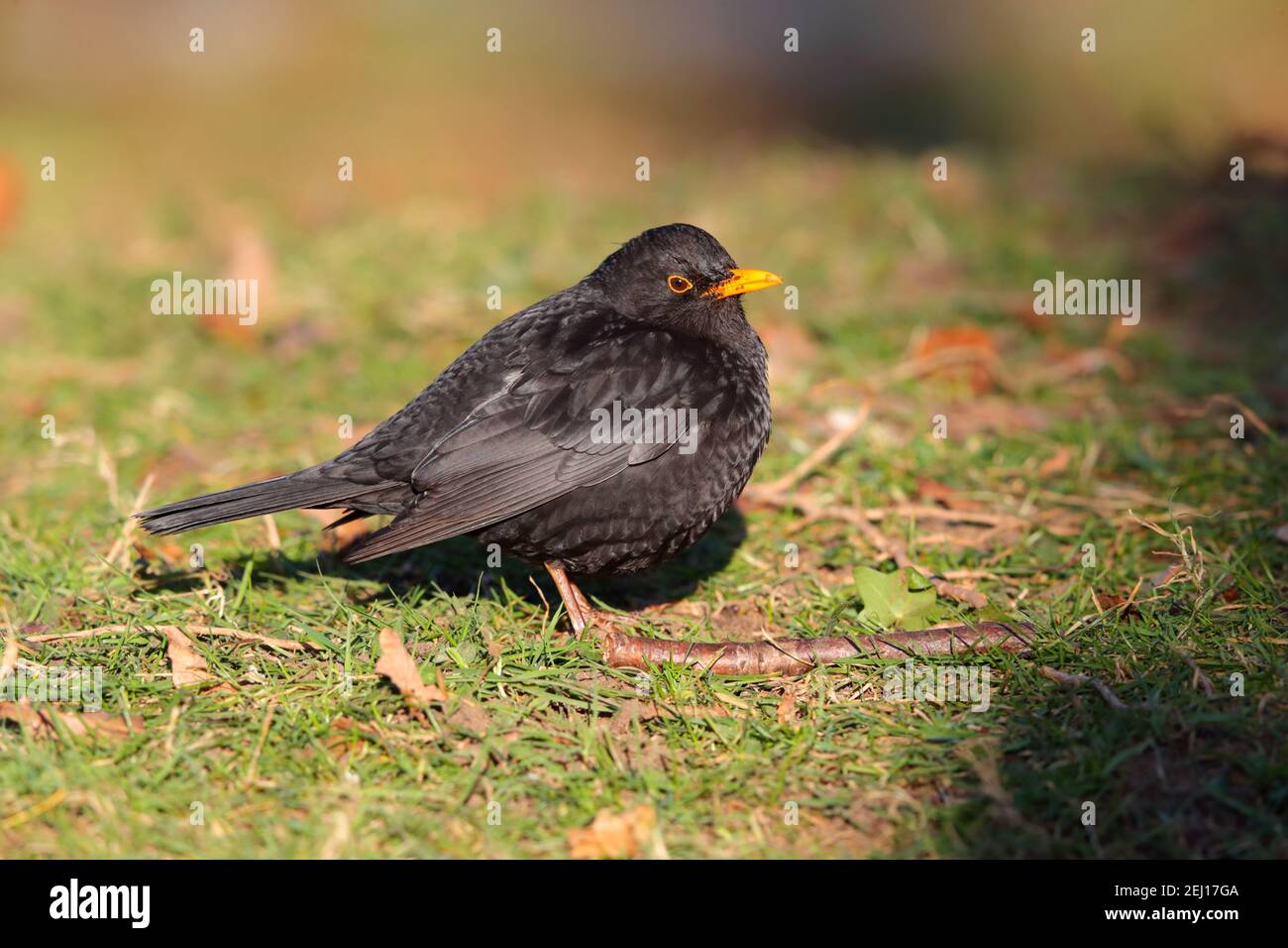 Un maschio adulto comune o Eurasian Blackbird (Turdus merula) In un giardino nel Regno Unito Foto Stock
