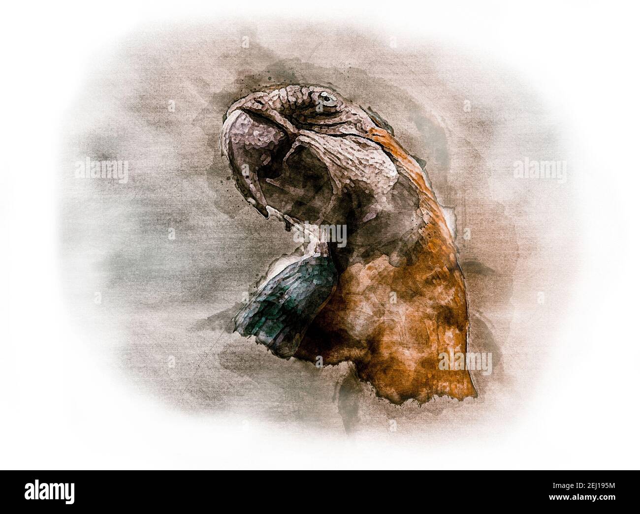 Ritratto acquerello di un pappagallo ecuadoriano azzurro e giallo Foto Stock