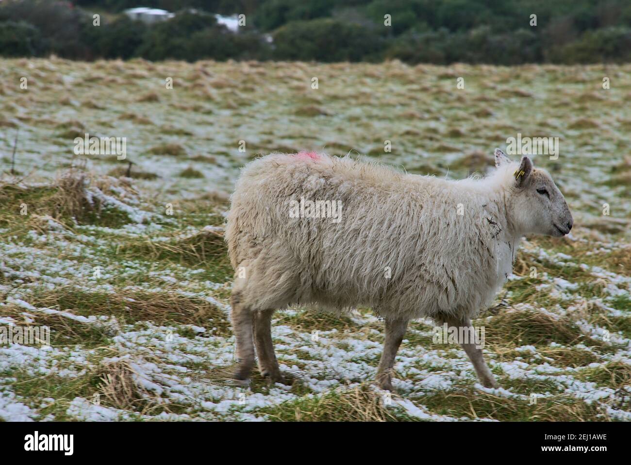 Bella giovane pecora carina (agnello) camminare su erba nevosa lungo Ticknock Road, Co. Dublino, Irlanda. Splendido scenario invernale. Inverno irlandese insolito Foto Stock