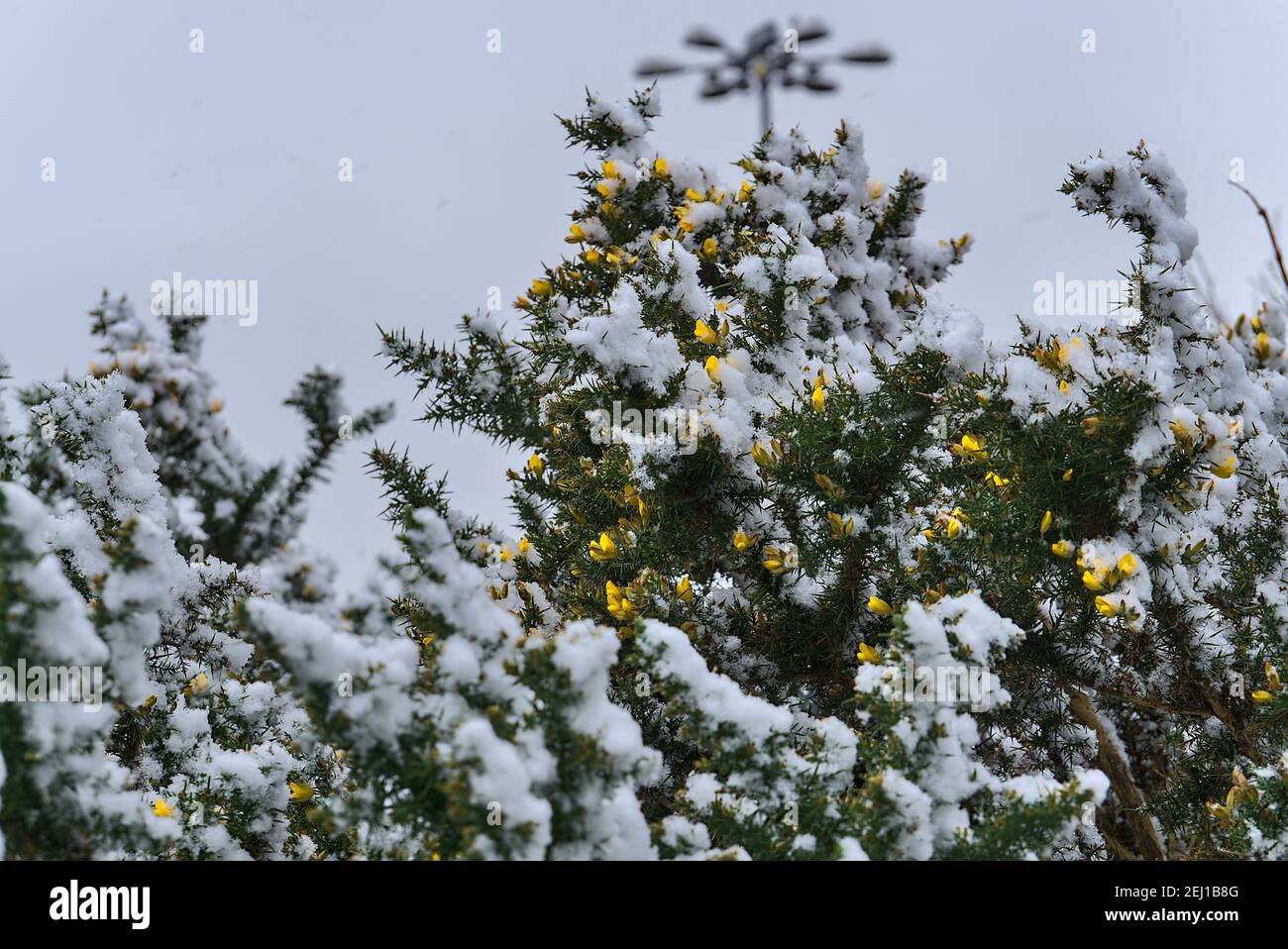 Bella gola invernale (Ulex) fiori gialli selvatici (coperto di neve) che crescono ovunque in Irlanda, strada per Ticknock National Forest Park. IR insolito Foto Stock