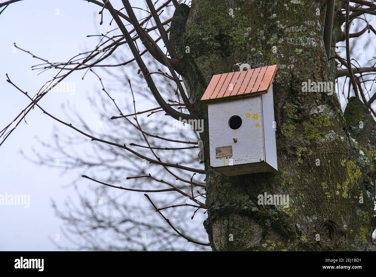 Bella piccola vecchia casa di uccelli in legno grigio su tiglio albero con tetto rosso il giorno d'inverno, Ballinteer, Dublino, Irlanda Foto Stock