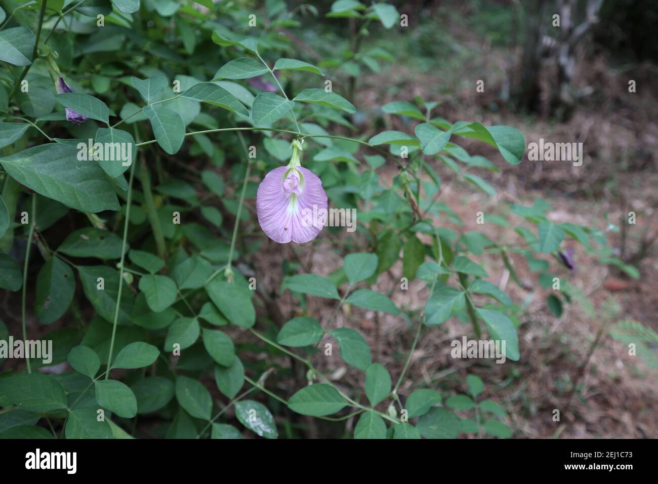 Fiore di pisello di colore viola chiaro in giardino Foto Stock
