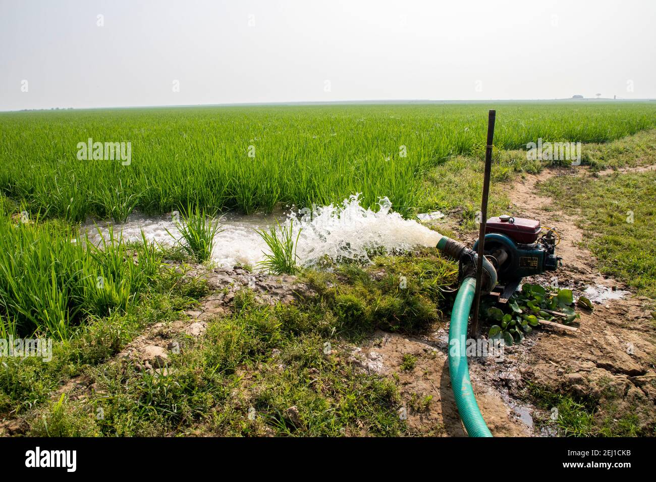 Sistema di irrigazione in un campo di risaie a Brahmanbaria, Bangladesh Foto Stock