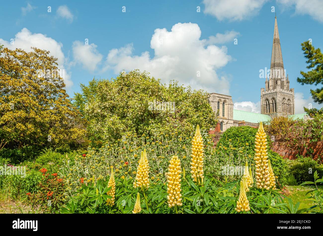 Cattedrale di Chichester vista dal Bishops Palace Garden in primavera, West Sussex, Inghilterra, Regno Unito Foto Stock