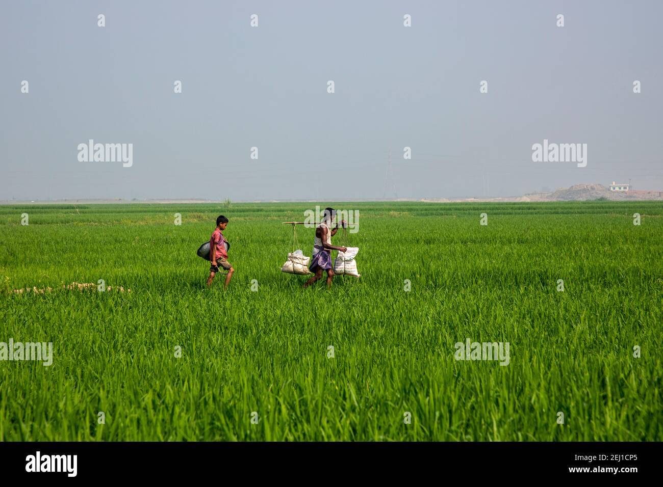 Un uomo che trasporta fertilizzante attraverso un campo di risaie verde a Brahmanbaria, Bangladesh Foto Stock