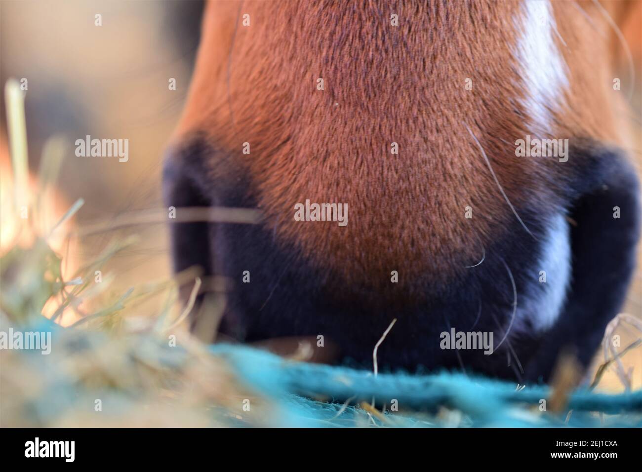 Chiudere la bocca di un cavallo bruno vicino fieno sotto una rete di fieno verde Foto Stock