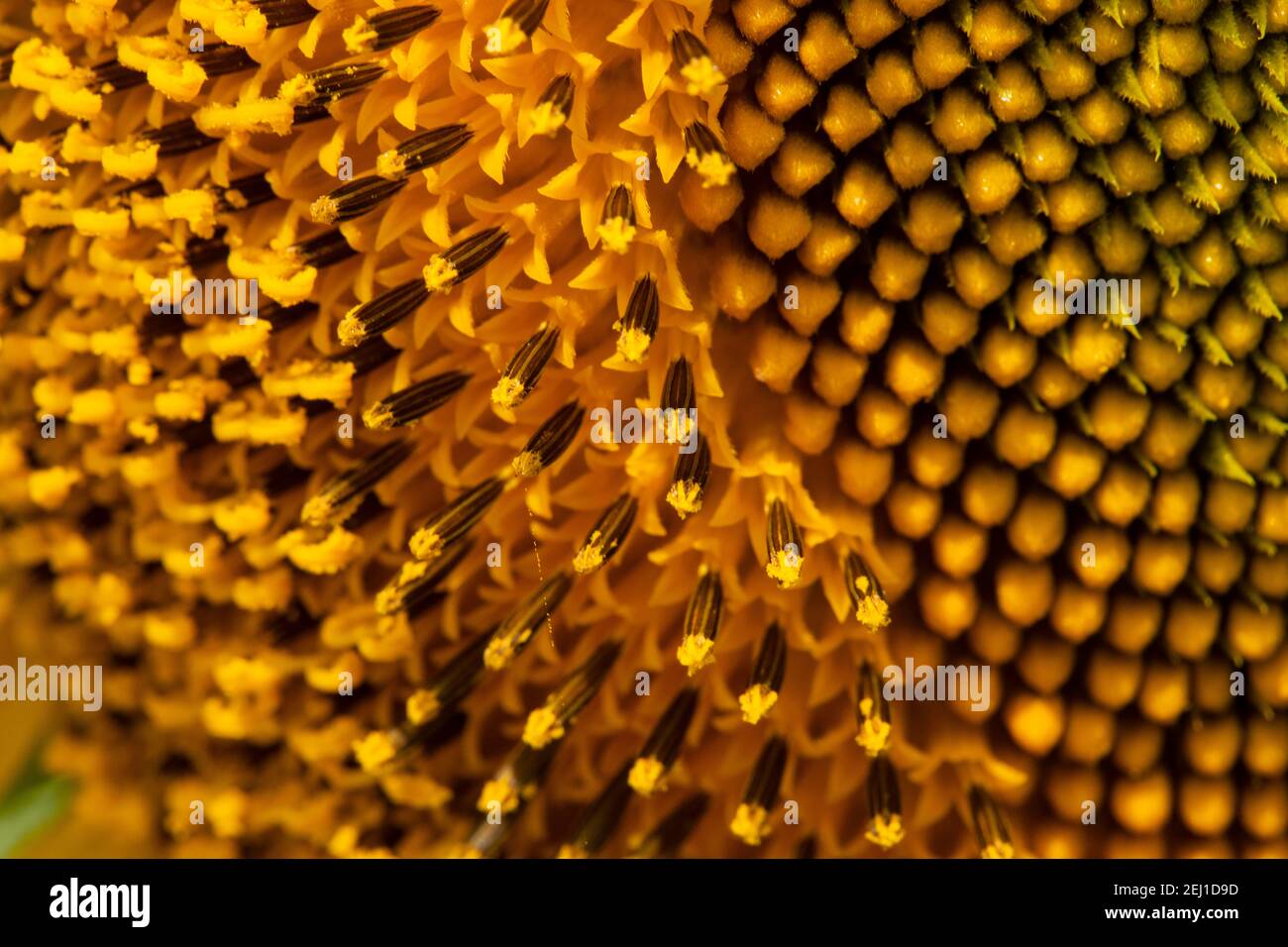 Primo piano immagine di girasole (Helianthus annuus). Foto Stock