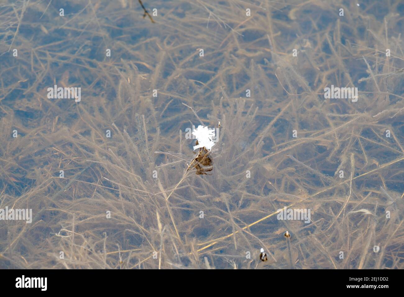 I cristalli di ghiaccio si formano su un unico stagno esposto erbacce. Foto Stock