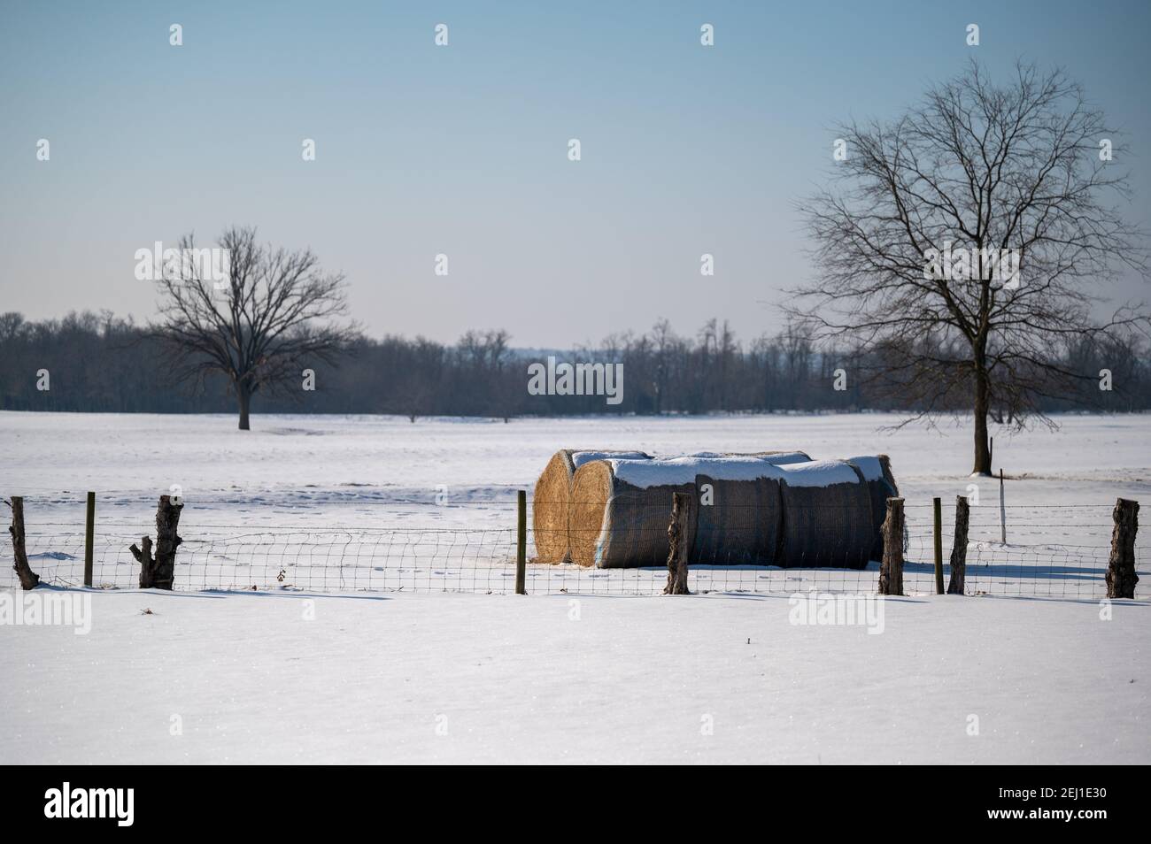 Balle di fieno innevate. Foto Stock