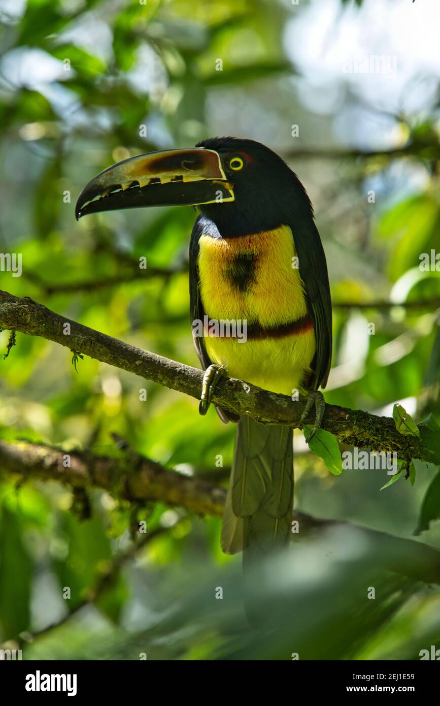 Aracari pteroglossus torquatus toucan in Costa Rica Foto Stock