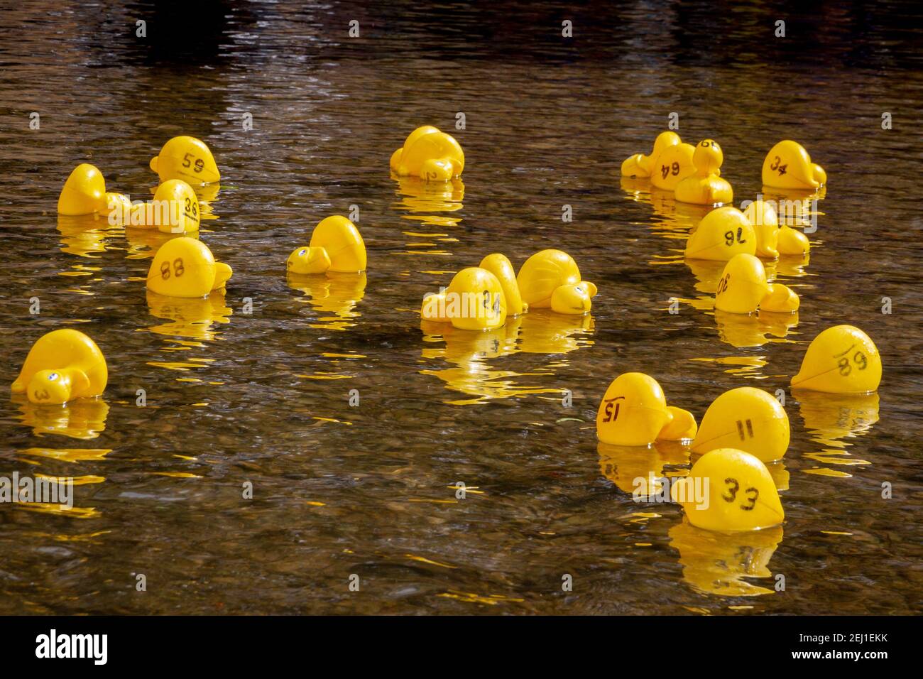 Anatre di gomma gialle galleggianti in un fiume Foto Stock