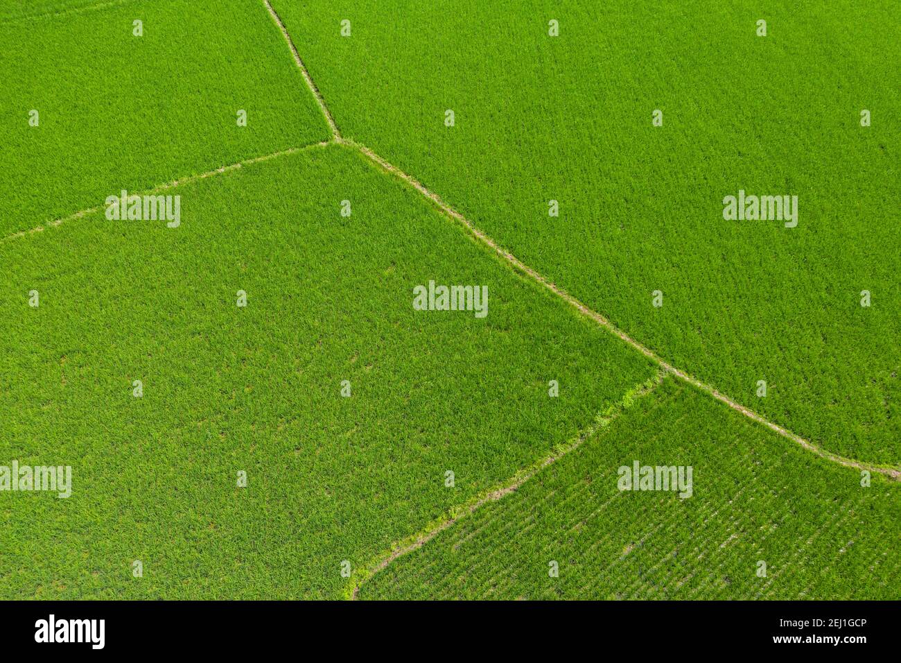 Vista aerea di un campo di risaie verde a Brahmanbaria, Bangladesh Foto Stock