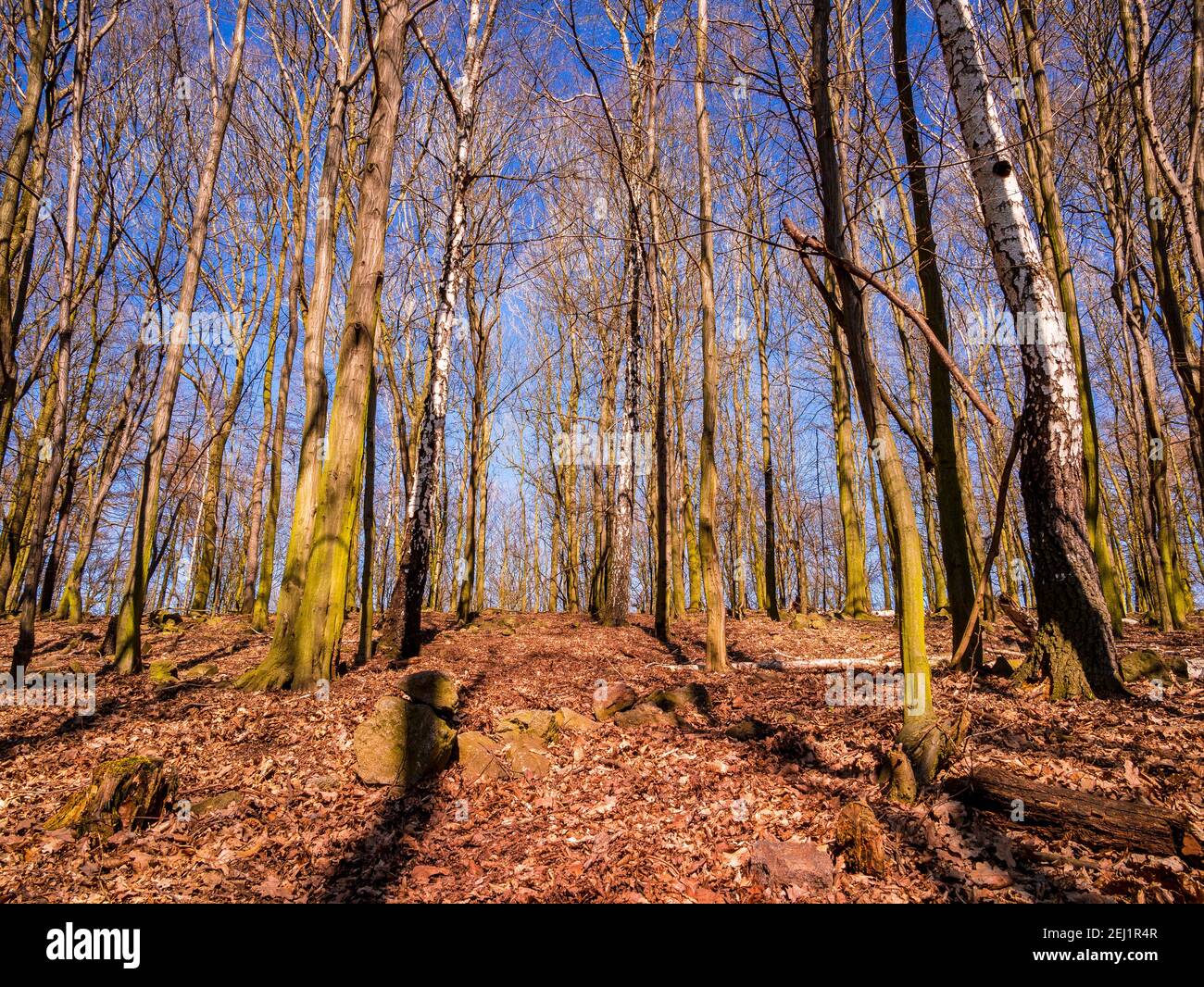 Faggeta con alcuni alberi di betulla illuminati dal sole Foto Stock