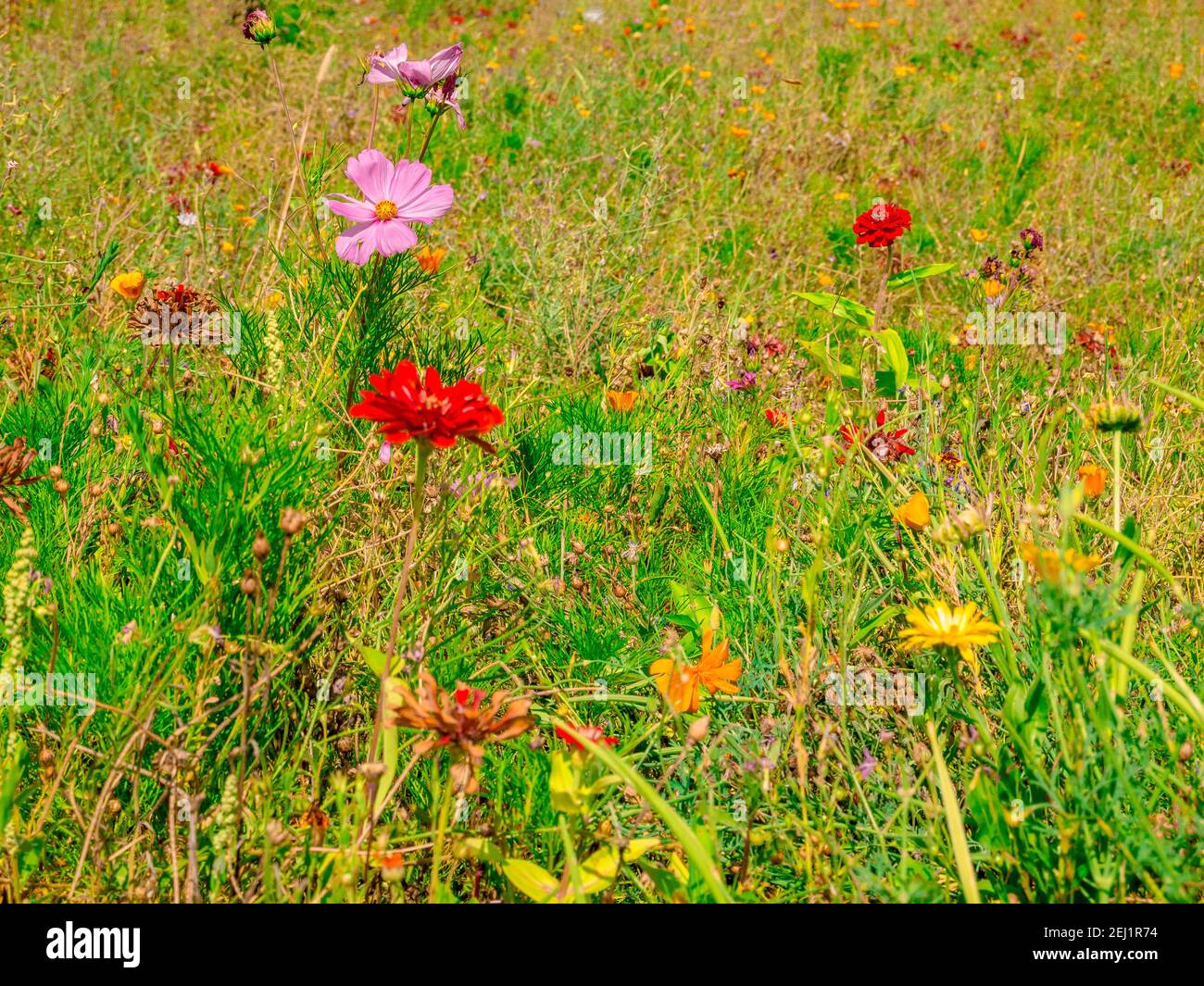 Prato in fiore con il cosmo giardino (Cosmos bipinnatus) E l'elegante zinnia (Zinnia elegans) fiori Foto Stock