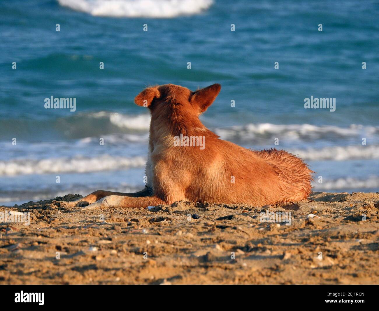 Un cane vagato sulla spiaggia, un ritratto di cane domestico sulla riva, un cane rilassato sulla spiaggia, un cane di strada rilassato dopo aver fatto un bagno nel mare rosso Foto Stock