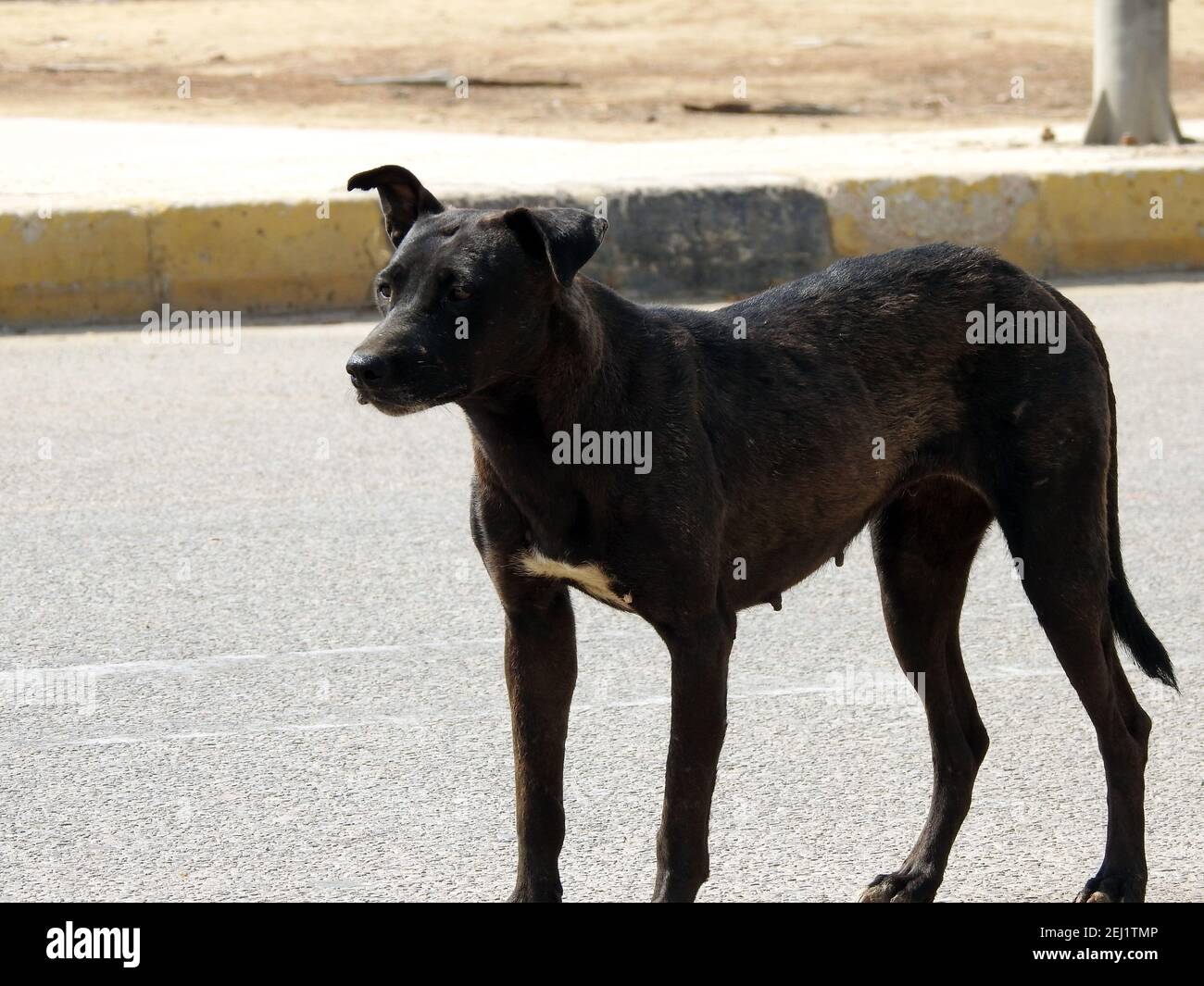 Un cane nero femmina di strada con pulci di cane e zecche sul suo corpo, un nero vagato egiziano femmina cane, pulci e zecche su un cane di strada. Foto Stock