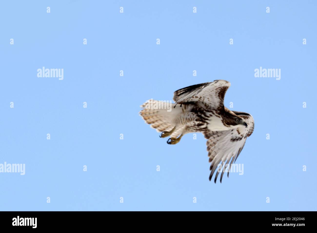 Falco coda rossa in inverno luminoso giorno di sole Foto Stock