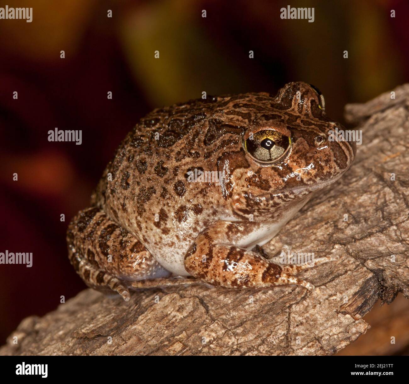 Marrone Australiano ornato Burrowing Frog, Platyplettum ornatum, camuffato su un tronco in un letto da giardino nel Queensland. Foto Stock