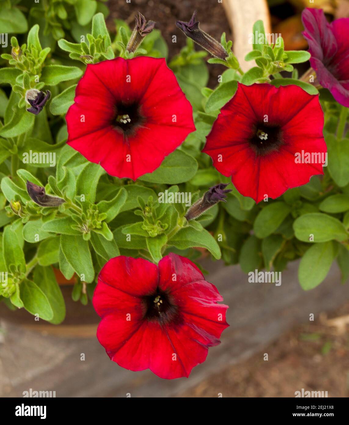 Splendidi e vivaci fiori rossi di Petchoa, moderno ibrido di Calibrachoa e Petunia, in un giardino australiano Foto Stock