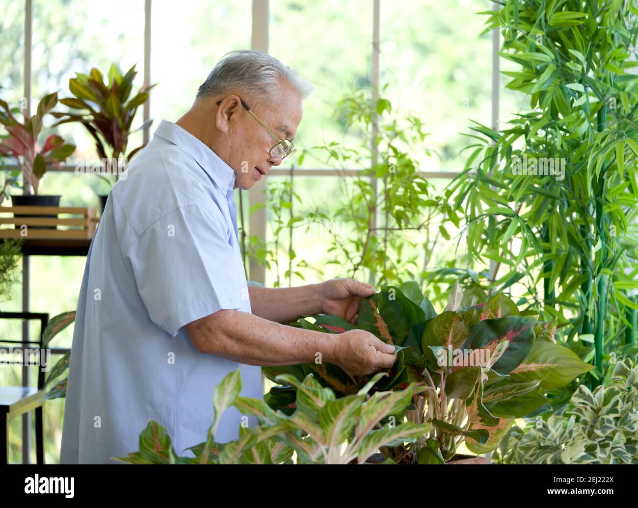 Il nonno pensionato passò le vacanze curando il giardino interno. L'atmosfera del mattino nella sala di piantagione serra. Foto Stock