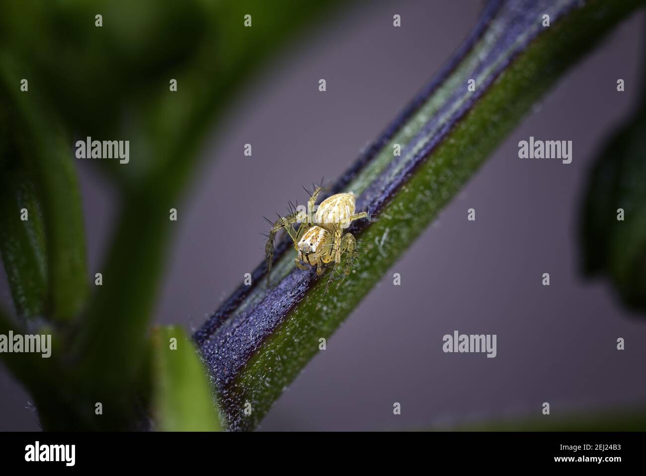 Ragno di Lynx a strisce gialle su pianta di peperoncino viola e verde Foto Stock